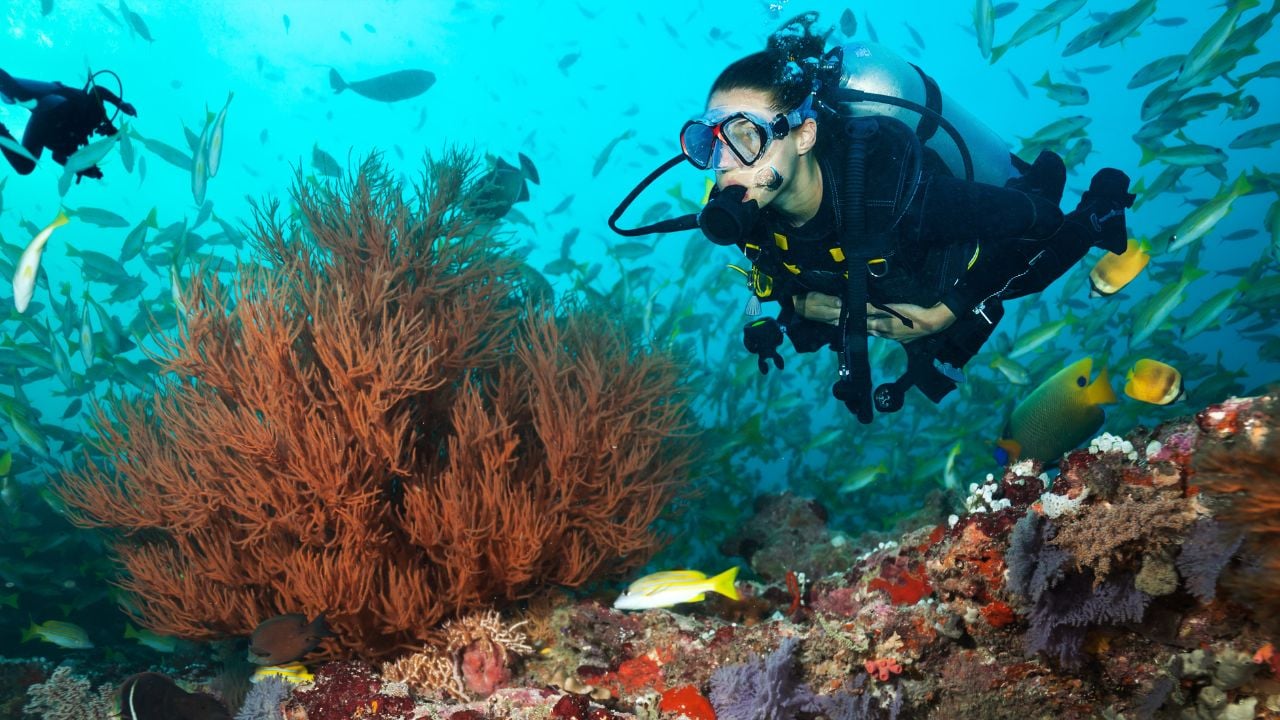 Scuba divers.