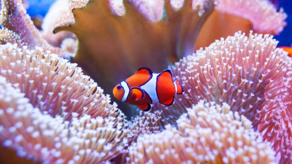 Fish in the Great Barrier Reef, Australia.