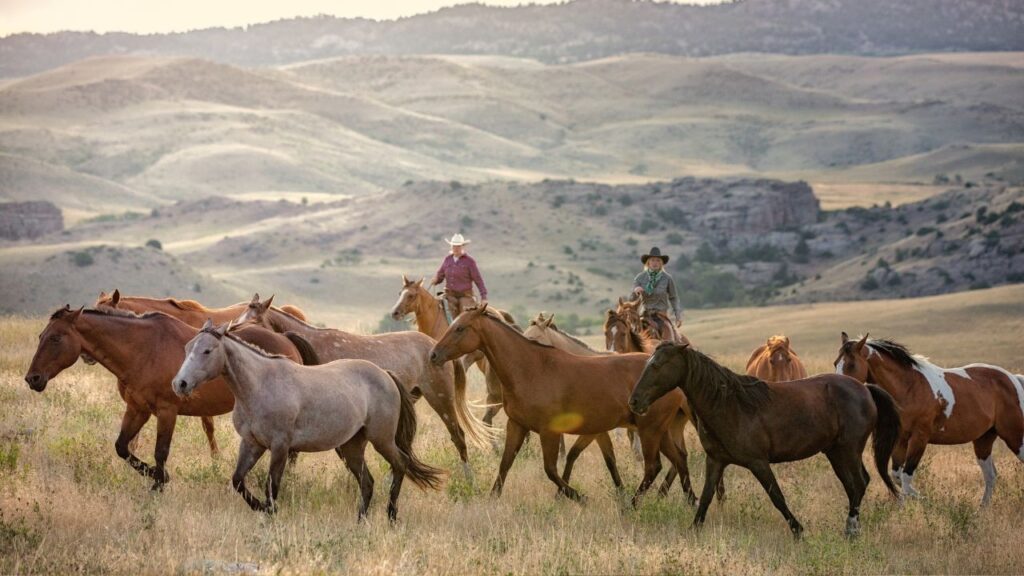 Herding horses.