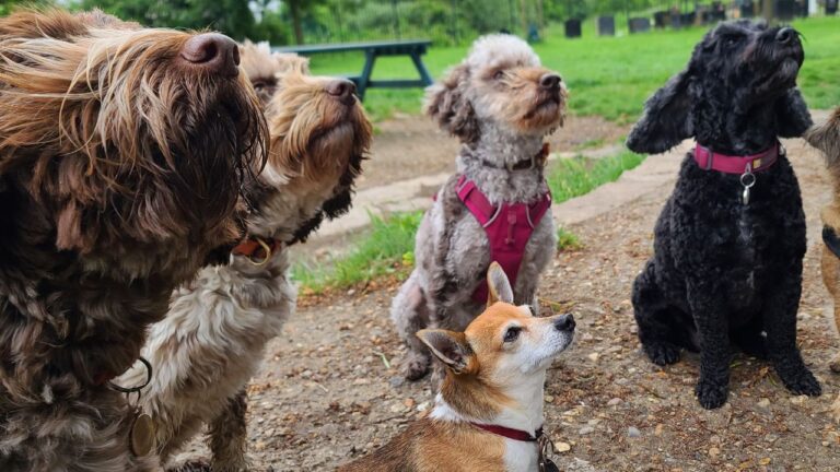 21 Things Illinoisans Do at Dog Parks That Drive Other Dog Owners Crazy