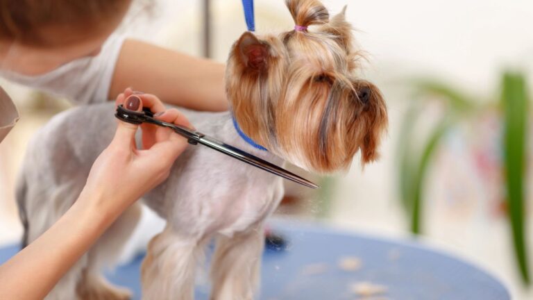 14 Things Washington Pet Owners Know That Non-Owners Will Never Understand