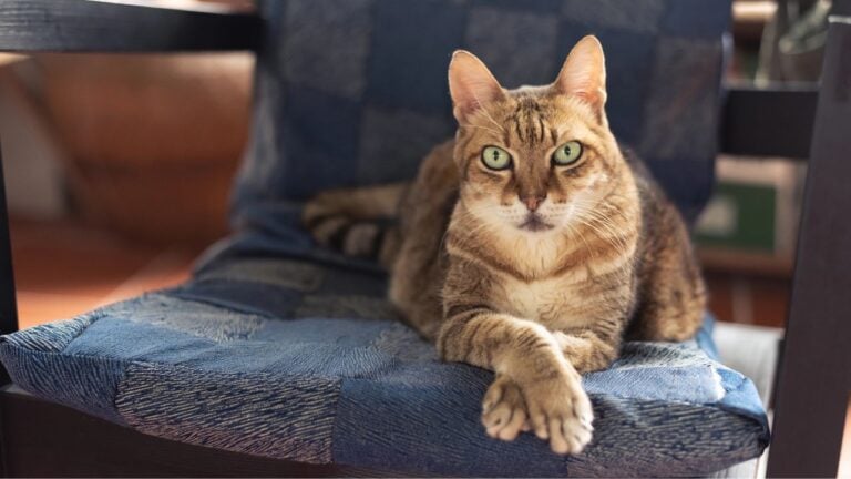 19 Things Cats Do That Would Be Terrifying If Oklahomans Tried Them