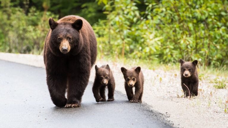 13 Ways Animals Outwit North Carolinians