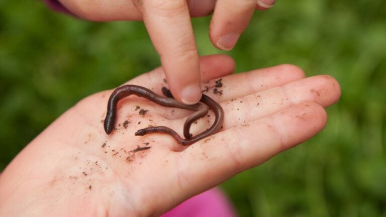 19 Forgotten Sayings That Carry Timeless Wisdom for Arizonans