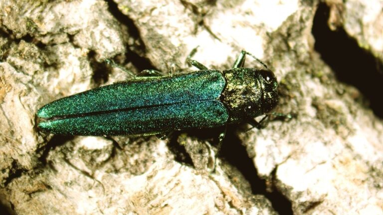 22 Invasive Species That Are Wrecking Havoc in Georgia and States Across the Nation