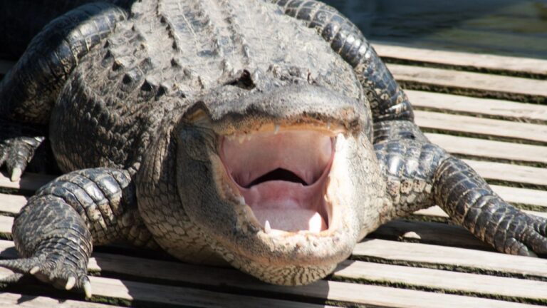 17 Questions Floridians Get Asked Way Too Often