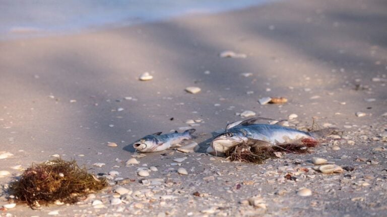 12 Weather Events That Terrify Floridians (But No One Else)