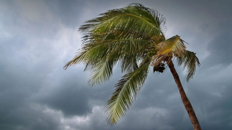 13 Things Floridians Grab at Publix the Moment a Hurricane Gets Named