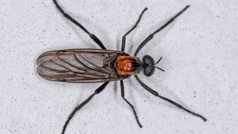 12 Bizarre Florida Myths People Somehow Still Believe