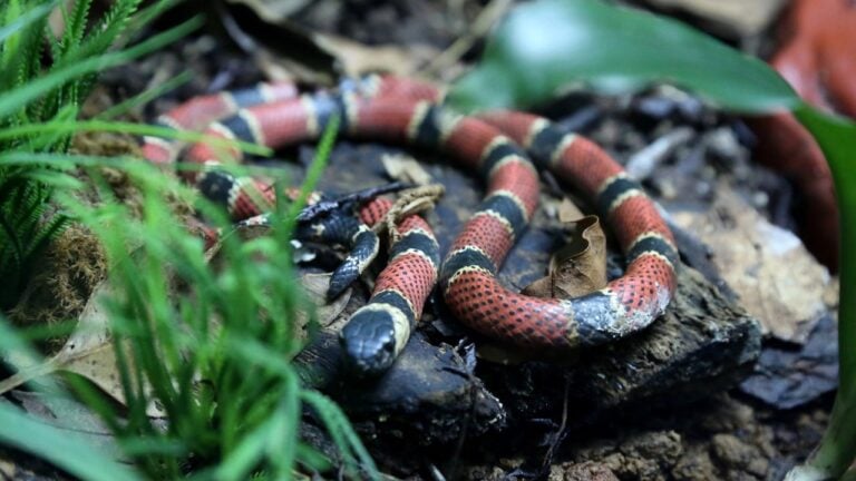 13 Florida Creatures That Can Kill You, and the Deadliest Isn’t the Alligator