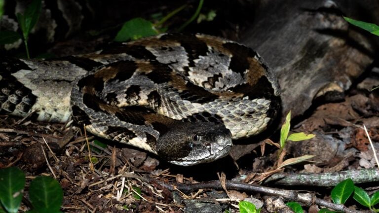 12 Things in Pennsylvania’s Woods That Are More Dangerous Than You Think