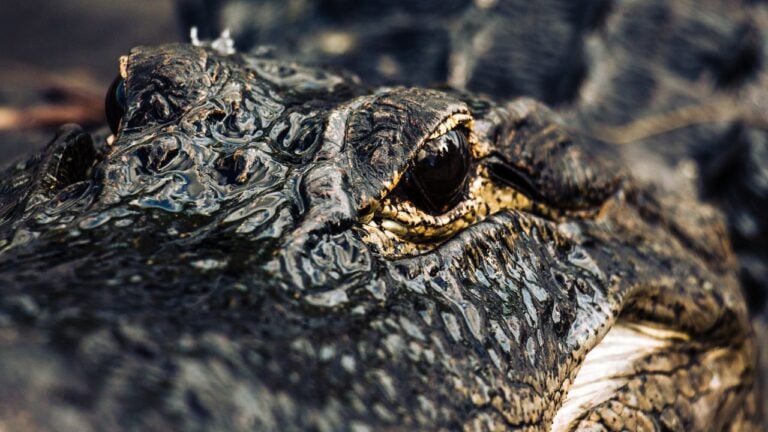 11 Everyday Phrases With Dark Origins That Floridians Can’t Believe