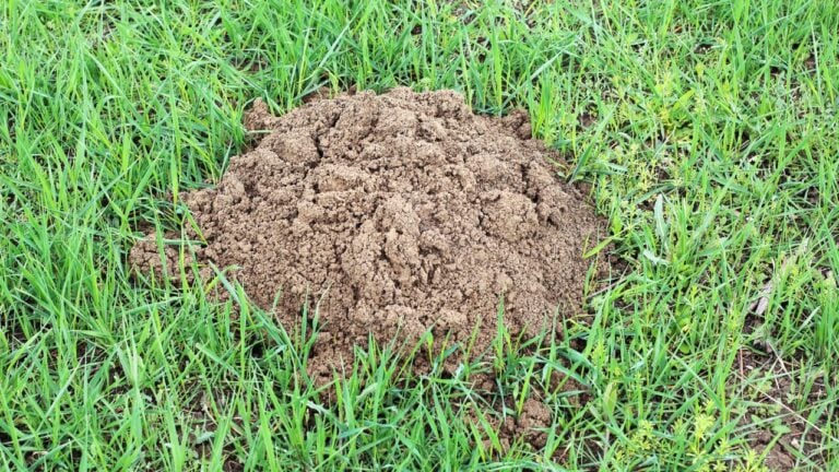 9 South Carolina Backyard Pests That Ambush Newcomers Every Summer