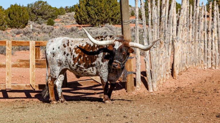 9 Texas Laws Still on the Books That Sound Made Up