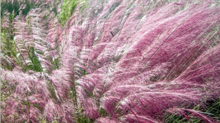 8 Low-Maintenance Plants That Thrive in Florida’s Brutal Summer Heat