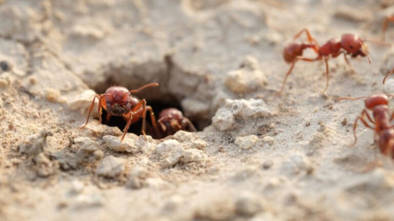 12 Texas Animals More Dangerous Than People Realize