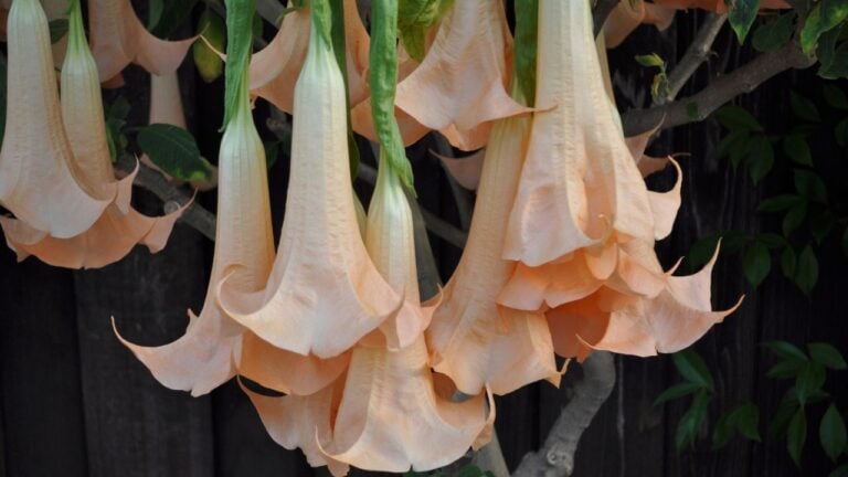 9 Dangerous Plants Growing in Florida Yards Right Now