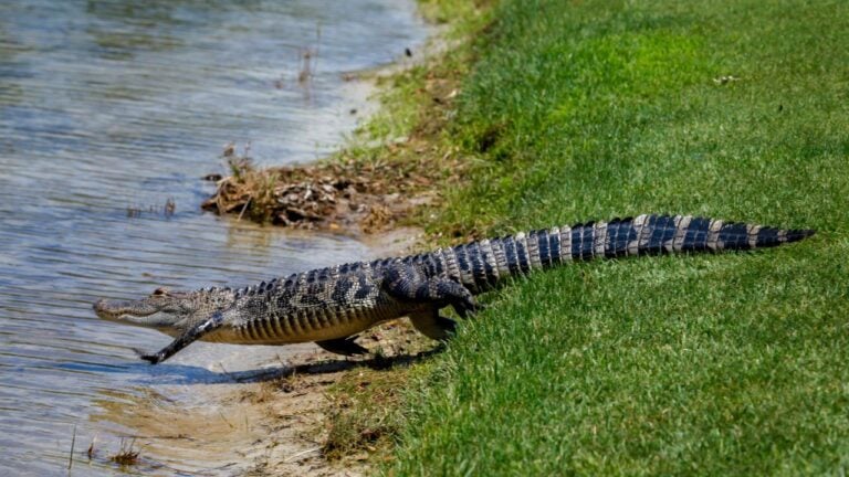 9 Florida Creatures That Terrify Northerners but Locals Shrug Off