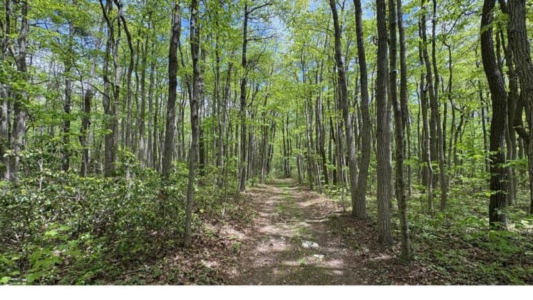 11 Pennsylvania Woods Hazards Newcomers Underestimate