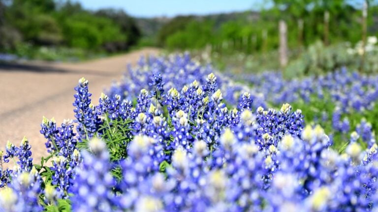 8 Texas Road Trip Stops Locals Swear By (and 3 Tourist Traps to Skip)