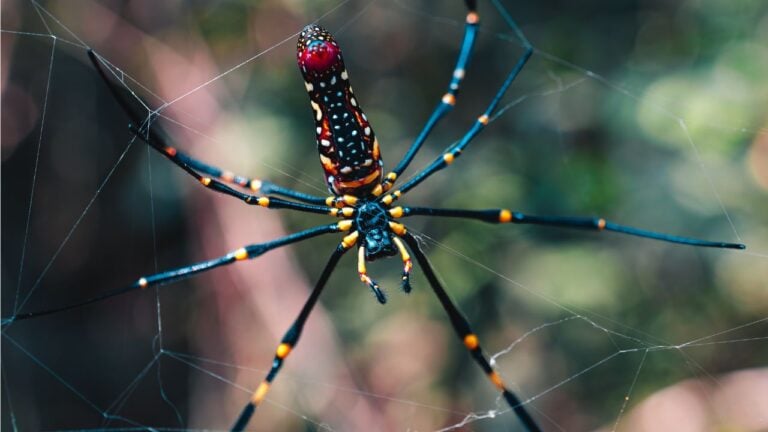 9 Georgia Backyard Creatures That Startle Newcomers (and 2 That Should)
