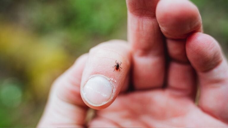 9 Ways Virginians Keep Ticks Out of Their Yard Before Fall