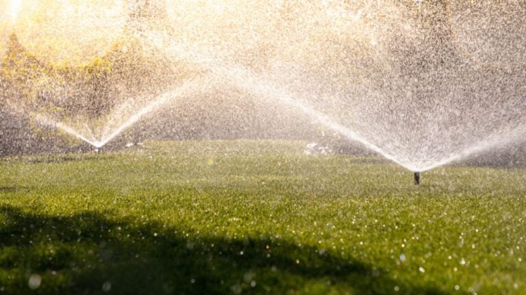 The Best Time of Day to Water Your Lawn During a Georgia Heat Wave
