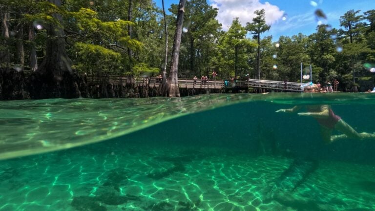 Can You Spot All 8 Lies About Florida’s Springs?