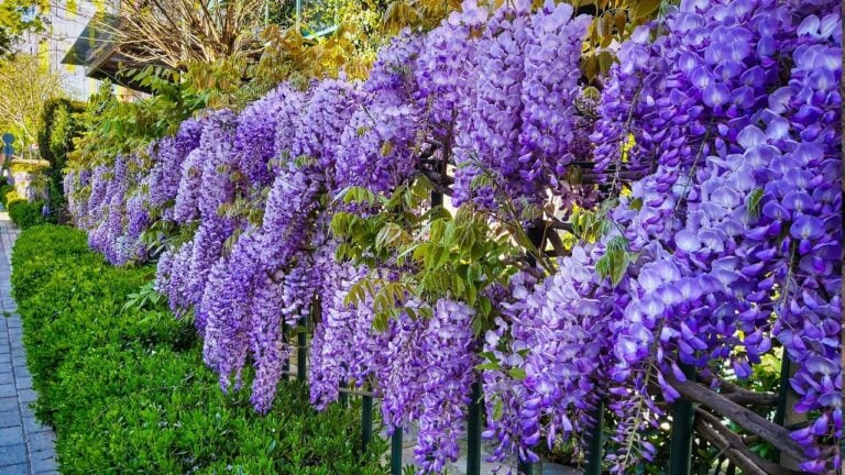 9 Plants North Carolina Gardeners Swear They’ll Never Grow Again