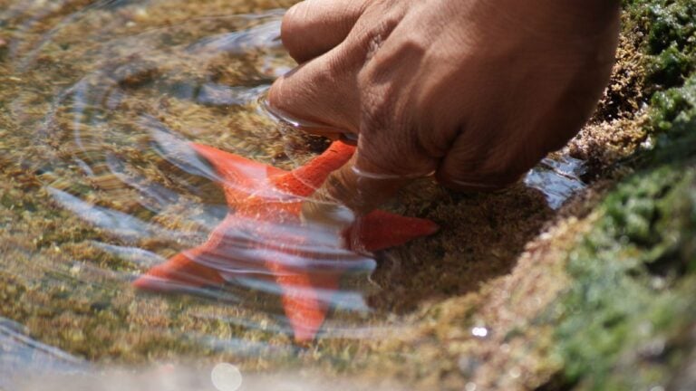 10 California Beachcombing Rules That Can Cost Visitors a Fine