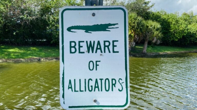 10 Florida Wildlife Rules People Break Just by “Being Friendly”