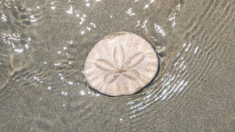 10 Washington Beach Finds Visitors Aren’t Allowed to Take Home