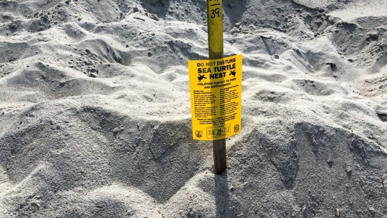 9 Florida Beach Laws Tourists Break Without Realizing It