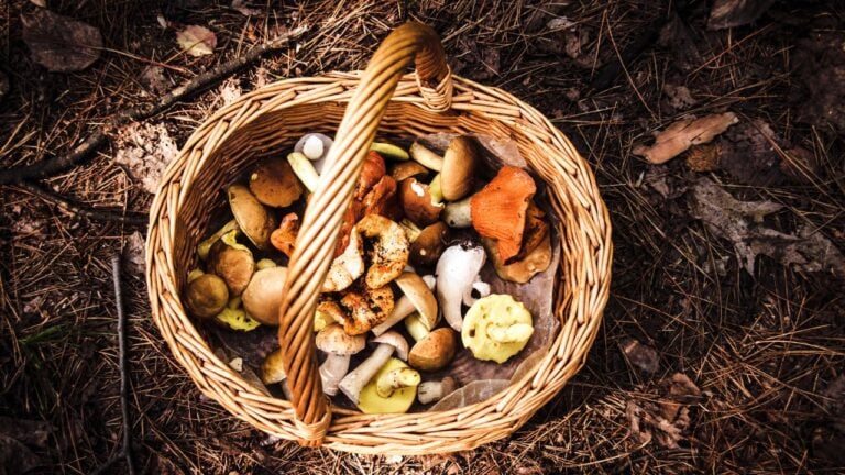 9 Oregon Foraging Rules That Could Turn a Free Meal Into a Fine