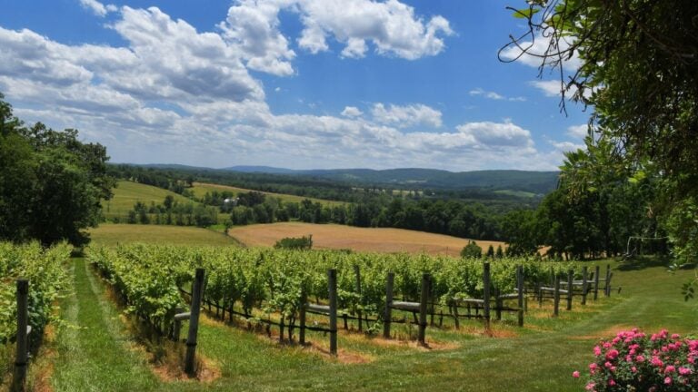 5 Virginia Wineries Locals Go to That Tour Buses Never Find