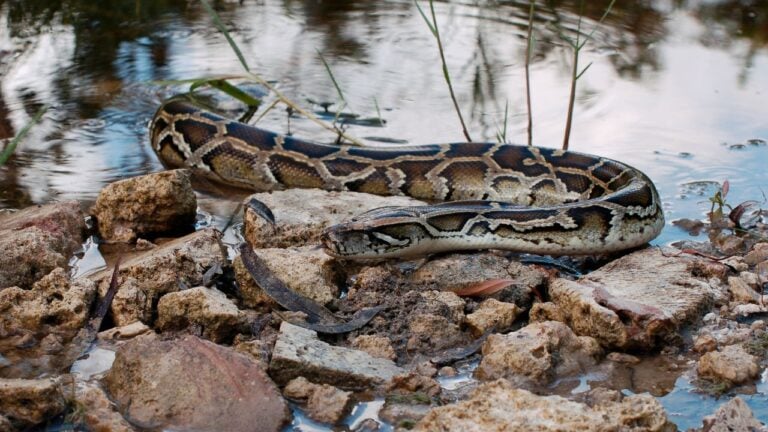 9 Florida Wildlife Surprises That Send Newcomers Running Inside