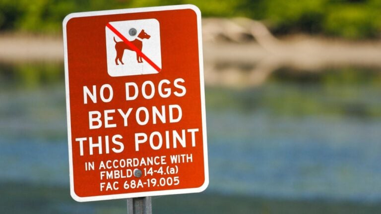 9 Things Florida Pet Owners Can Be Fined For That Most People Never Knew