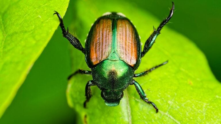 8 Late-Summer Pests Wrecking Virginia Gardens and What Stops Them