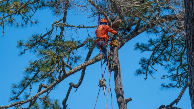 9 California Tree Removal Rules Homeowners Find Out About Too Late