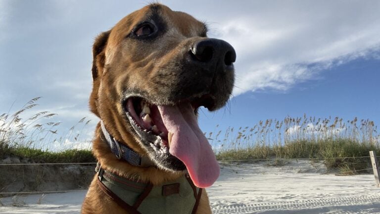 9 Things South Carolina’s Beach Towns Do Differently Once the Summer Crowds Leave