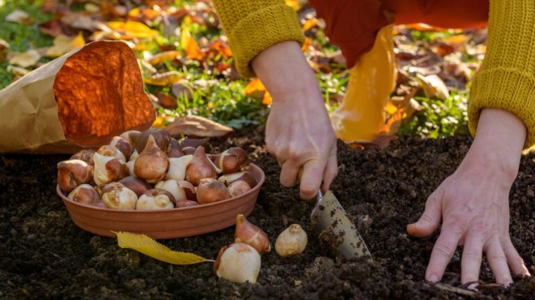 7 Bulbs North Carolina Gardeners Regret Not Planting in September