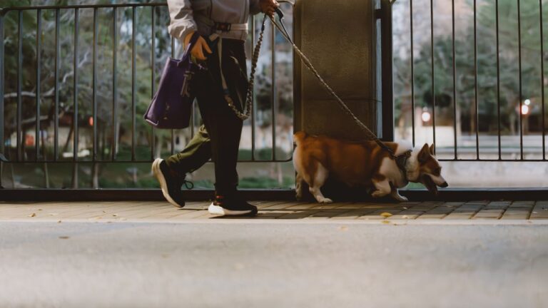 7 Things New York Pet Owners Can Be Fined For