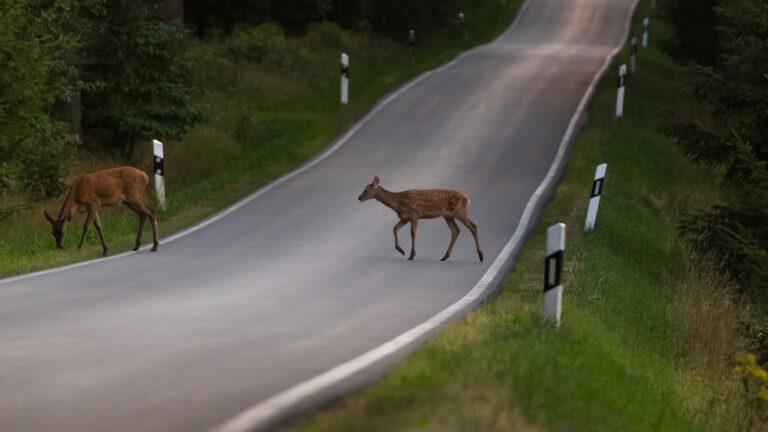 8 Things Pennsylvania Drivers Get Wrong After Hitting a Deer
