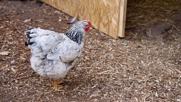 8 Backyard Chicken Rules South Carolina Neighbors Report Owners For