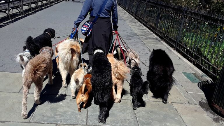 6 Pet Rules New York Renters Break Without Knowing