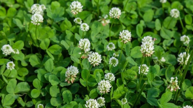 7 Weeds Georgia Gardeners Kill on Sight That Are Worth Keeping