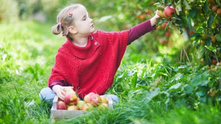 5 Ohio Apple Orchard Mistakes Families Are Making This September