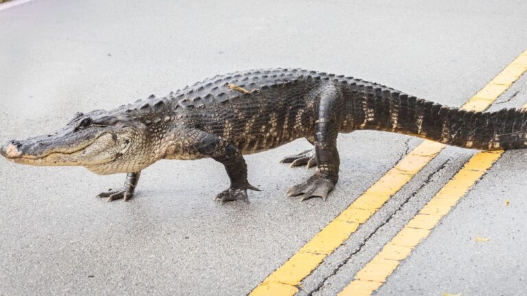 7 Driving Rules Floridians Follow That Are Nowhere in the Handbook