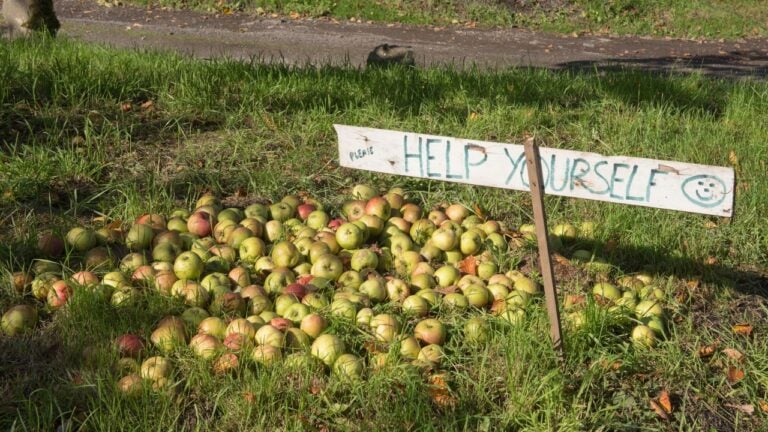 8 New York Farm Fruit Picking Rules Visitors Learn the Hard Way in September