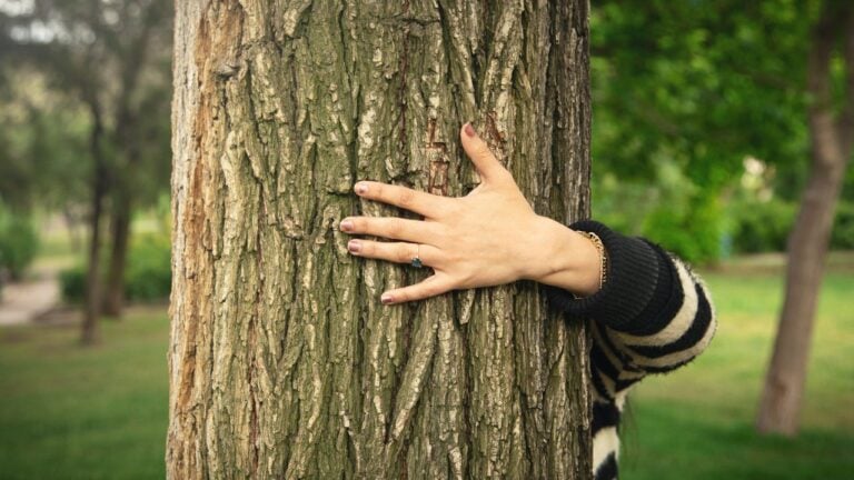 8 Rules About a Neighbor’s Tree That Ohio Homeowners Get Wrong